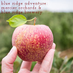 There's no better way to have Fall break fun for a day than apple picking at Mercier Orchards and being a tourist in Blue Ridge, Georgia! | chattavore.com